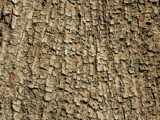 Wallpaper, white / black / bark texture / background