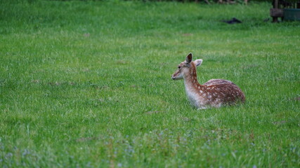 A deer in a park in Antwerp