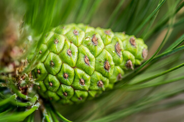 fur-tree pine cone