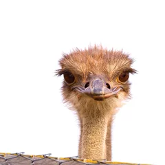 Fotobehang Struisvogel Grappige en vreemde struisvogel kijkt verrast in het frame. Het hoofd van een struisvogel die vanachter een hek naar buiten gluurt