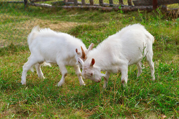 Two young white goats are fighting on the green lawn