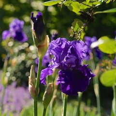 Schwertlilie Iris barbata-elatior 'Blenheim Royal'