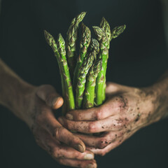 Bunch of fresh seasonal green asparagus in dirty man' s hands, selective focus, square crop....