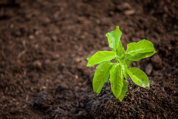 Young plant growing in soil