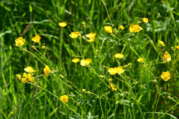 Butterblumen - Wildblumenwiese