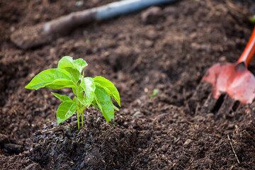 Young plant growing in soil with shovel