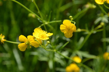 Butterblumen - Wildblumenwiese
