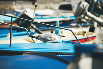 Obraz premium Seagull sitting on blue boat sundeck in Piran marina in the seaside of Slovenia, Adriatic coast