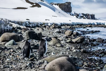 Rolgordijnen Пингвины © polyarnik