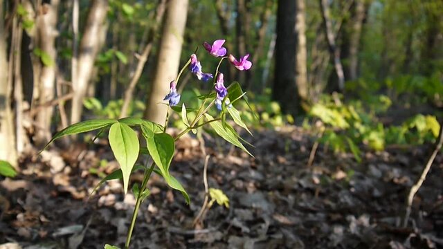 Lathyrus vernus purple flower in the shade in spring forest. Shooting static camera. Light wind.