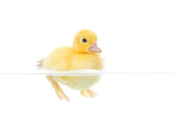 baby duck in water