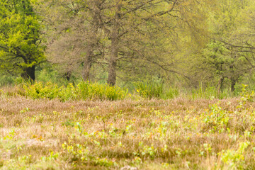 view of a landscape of heather moor - seen at nature reserve wahner heide near cologne, germany