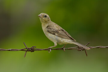 Plain-backed Sparrow; Passer flaveolus, female