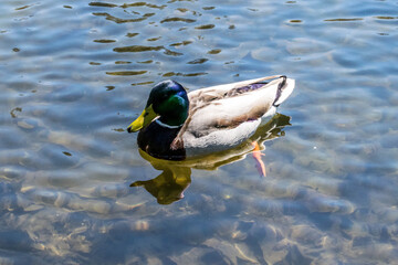 Ente