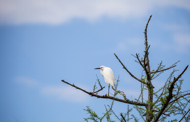Snowy Egret In Tree Top