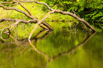 view of a lake with reflection of trees - seen at nature reserve wahner heide near cologne, germany