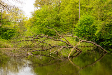 Fototapeta premium view of a lake with reflection of trees - seen at nature reserve wahner heide near cologne, germany
