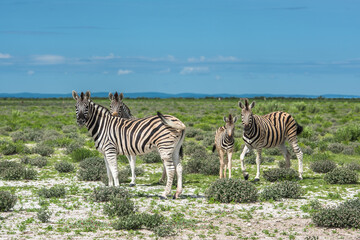 Fototapeta na wymiar Zebras in Etosha national park, Namibia