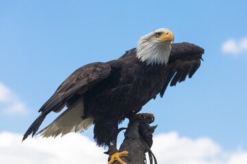 bald eagle on hand