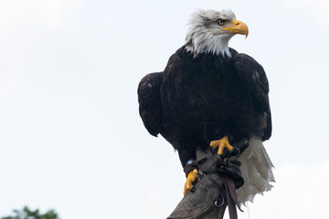 bald eagle on hand