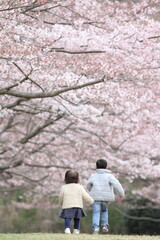 Fototapeta premium 桜と兄妹(6歳と1歳)