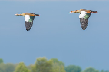 Two Egyptian Geese Flying By