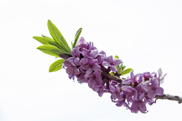 Seidelbast im Frühling