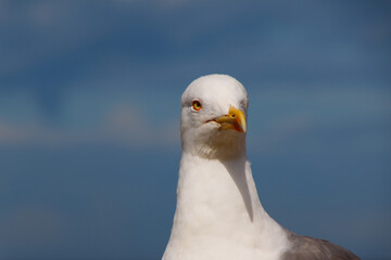 Close-up of a seagull