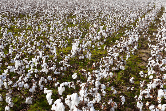 Ripe cotton plant agricultural field NC USA