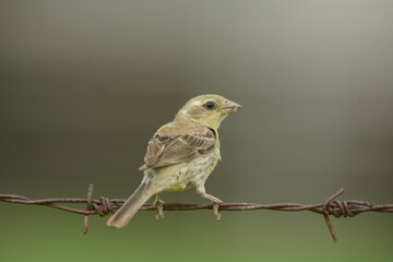 Plain-backed Sparrow; Passer flaveolus, female