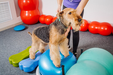 Dog Training