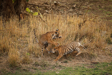 Fototapeta na wymiar Tigers in the nature habitat. Bengal tiger cubs playing and fighting for dominance. Wildlife scene with danger animal. Hot summer in Rajasthan, India. Beautiful indian tiger, Panthera tigris