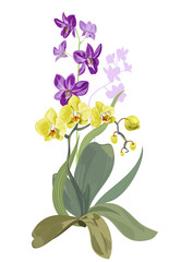 Bouquet orchids: Dendrobium, Phalaenopsis, purple, yellow-green flowers, buds; green stems and leaves on white background, digital draw tropical plants, vector botanical illustration for design