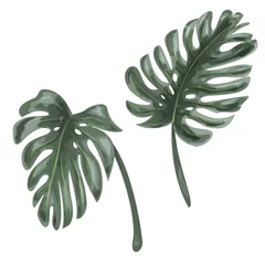 Papier Peint photo Monstera Feuilles vertes de Monstera, plante tropicale sur fond blanc, tirage numérique, illustration botanique vectorielle réaliste pour la conception