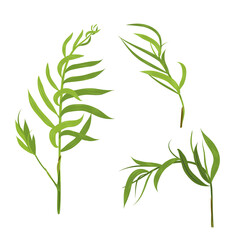 Set green leaves of tropical plant Chamaedorea elegans (bamboo palm) on white background, digital draw, realistic vector botanical illustration for design