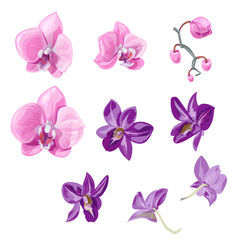 Set orchid flowers (Phalaenopsis, Dendrobium), pink, purple flowers, buds, tropical plants on white background, digital draw, realistic vector botanical illustration for design