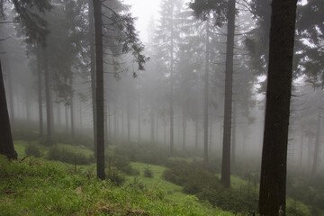 Obraz premium Wald im Nebel