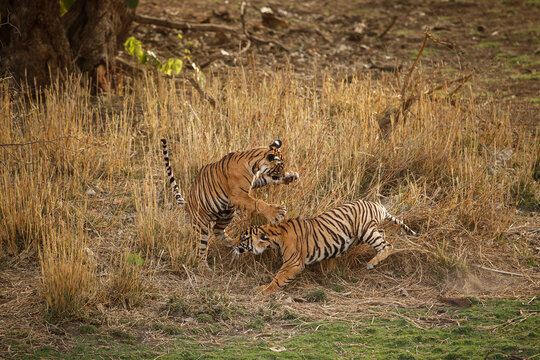 Tigers in the nature habitat. Bengal tiger cubs playing and fighting for dominance. Wildlife scene with danger animal. Hot summer in Rajasthan, India. Beautiful indian tiger, Panthera tigris