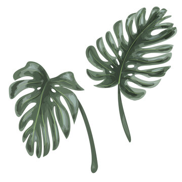 Green leaves of Monstera, tropical plant on white background, digital draw, realistic vector botanical illustration for design