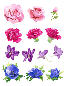 Set of pink, red, purple, blue flowers, buds; rose, carnation, orchid Phalaenopsis, anemone, white background, digital draw realistic illustration in watercolor style, collection for design, vector