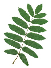 green leaf of rowan tree isolated - obrazy, fototapety, plakaty
