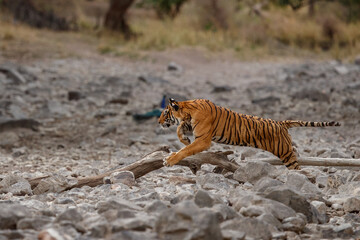 Tiger in the nature habitat. Bengal tiger hunting sambar deer. Action wildlife scene with danger animal. Hot summer in Rajasthan, India. Dry trees with beautiful indian tiger, Panthera tigris tigris