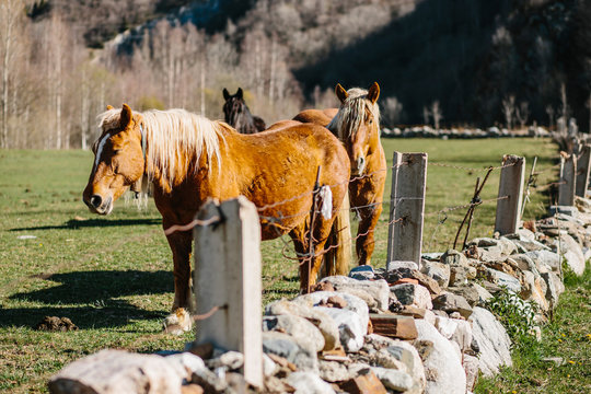 Horses standing in meadow
