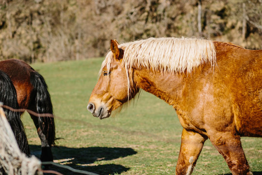 Horses standing in meadow
