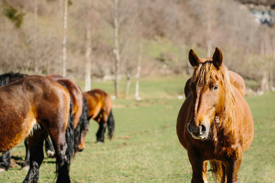Horses standing in meadow