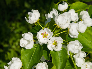 Flowers of Pear Tree, Pyrus communis, close-up on bokeh background, selective focus, shallow DOF