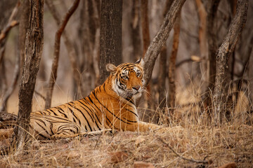 Tiger in the nature habitat. Bengal tiger resting in the shadow. Wildlife scene with danger animal. Hot summer in Rajasthan, India. Dry trees with beautiful indian tiger, Panthera tigris tigris
