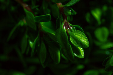 Lemon thyme on a blue abstract background close up