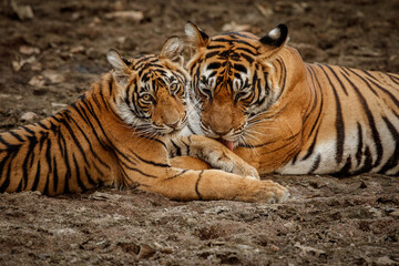 Tigers in the nature habitat. Tigers mother and cub resting in the shadow. Wildlife scene with danger animal. Hot summer in Rajasthan, India. Dry trees with beautiful indian tiger, Panthera tigris