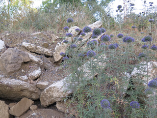 Tall Wild blue flowers